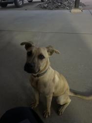 Found/Stray Male Dog last seen Braceo st and rodeo rd, Oak Hills, CA 92344