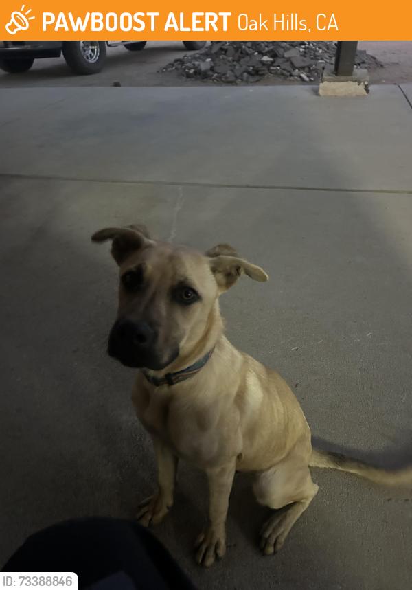Found/Stray Male Dog last seen Braceo st and rodeo rd, Oak Hills, CA 92344