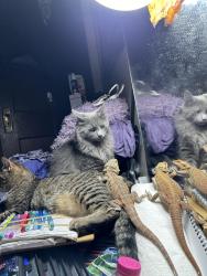 Lost Male Cat last seen Baldwin and prinndal sharon, Sharon, PA 16146