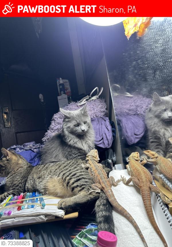 Lost Male Cat last seen Baldwin and prinndal sharon, Sharon, PA 16146