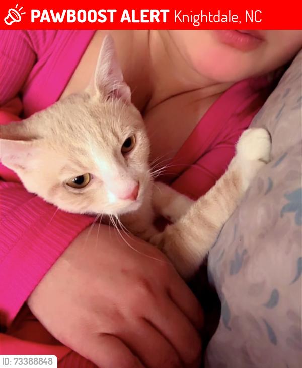 Lost Male Cat last seen Near gelfield rd Knightdale Nc, Knightdale, NC 27545