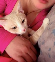 Lost Male Cat last seen Near gelfield rd Knightdale Nc, Knightdale, NC 27545