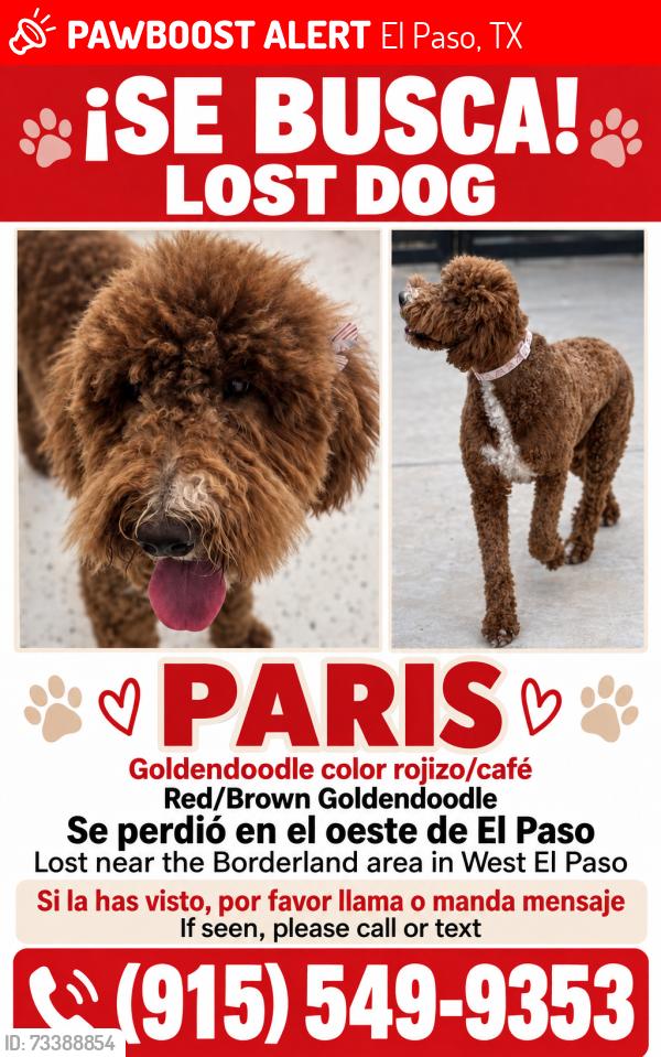 Lost Female Dog last seen Borderland, El Paso, TX 79932