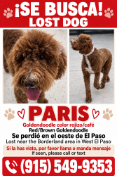 Lost Female Dog last seen Borderland, El Paso, TX 79932