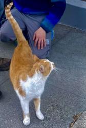 Reunited Male Cat last seen Telegraph and 62nd Street, Oakland, CA 94609