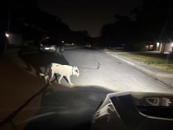 Found/Stray Male Dog last seen wakefield, San Antonio, TX 78250