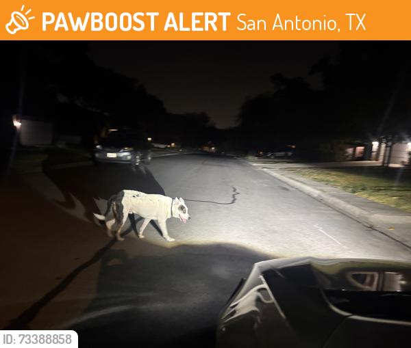 Found/Stray Male Dog last seen wakefield, San Antonio, TX 78250