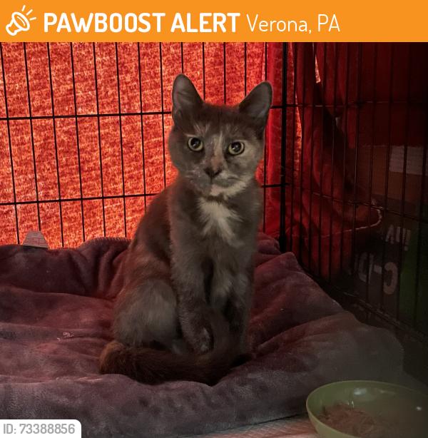Found/Stray Female Cat last seen Eastminster and Westminster, Verona, PA 15147