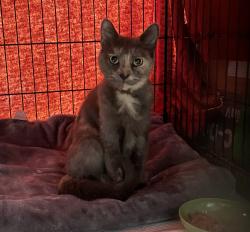 Found/Stray Female Cat last seen Eastminster and Westminster, Verona, PA 15147