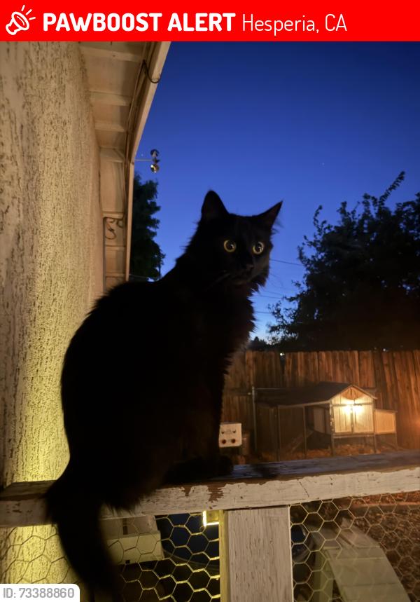 Lost Female Cat last seen Cashew and riverside, Hesperia, CA 92345