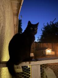 Lost Female Cat last seen Cashew and riverside, Hesperia, CA 92345