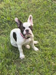 Lost Female Dog last seen Near Juniper Bay Rd Near the 378, Horry County, SC 29527