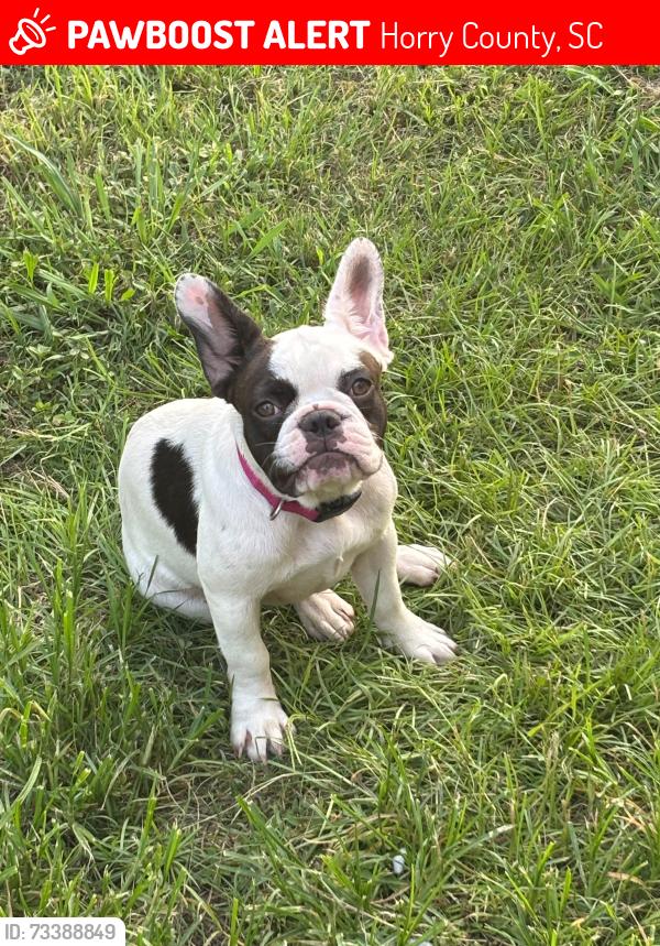 Lost Female Dog last seen Near Juniper Bay Rd Near the 378, Horry County, SC 29527