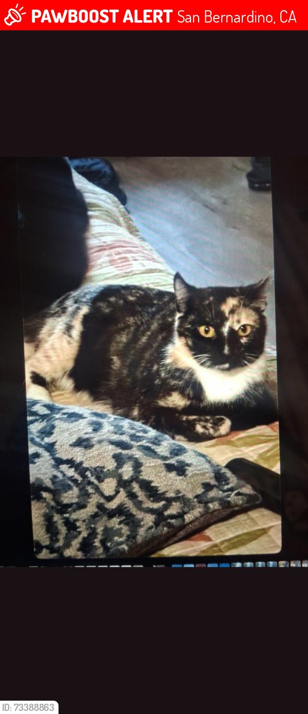 Lost Female Cat last seen SAN BERNARDINO CA, San Bernardino, CA 92408