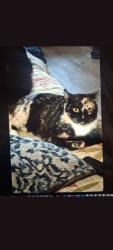 Lost Female Cat last seen SAN BERNARDINO CA, San Bernardino, CA 92408