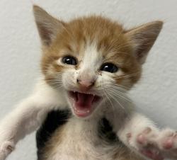 Shelter Stray Male Cat last seen Apt B,111 West Hall Avenue, San Diego, CA, 92173, 5500 Gaines St, San Diego, CA 92110, USA