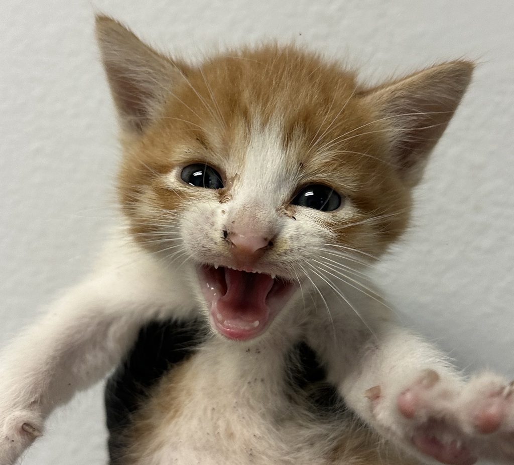 Shelter Stray Male Cat last seen Apt B,111 West Hall Avenue, San Diego, CA, 92173, 5500 Gaines St, San Diego, CA 92110, USA