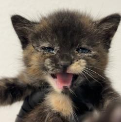 Shelter Stray Female Cat last seen Apt B,111 West Hall Avenue, San Diego, CA, 92173, 5500 Gaines St, San Diego, CA 92110, USA