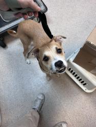 Shelter Stray Male Dog last seen NEW YORK, NY, 10002, 326 E 110th St, New York, NY 10029, USA