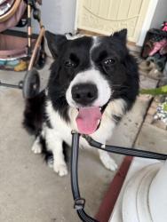 Reunited Male Dog last seen Near cadmill ct, San Jose, CA 95121