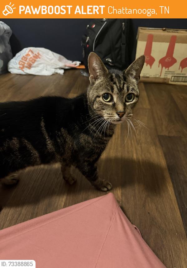 Found/Stray Female Cat last seen Cloverdale Cir & Cloverdale Dr, Chattanooga, TN 37343