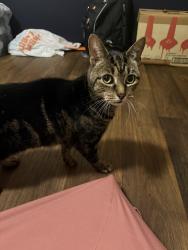 Found/Stray Female Cat last seen Cloverdale Cir & Cloverdale Dr, Chattanooga, TN 37343