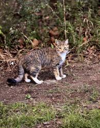 Reunited Female Cat last seen S McDonald rd, McDonald, TN 37353