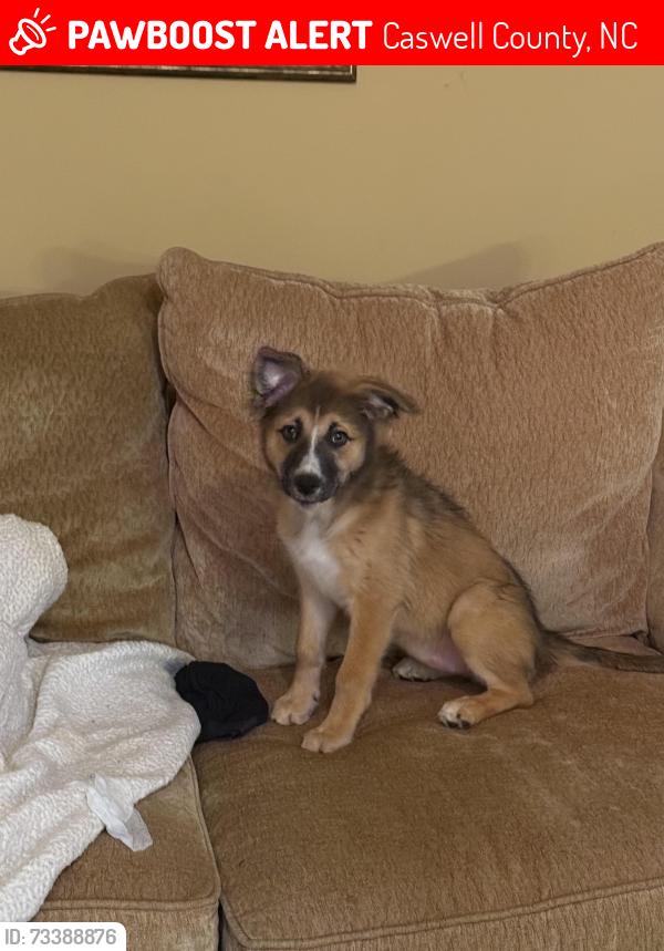 Lost Female Dog last seen Cherry Grove Rd., Caswell County, NC 27379