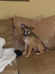 Lost Female Dog last seen Cherry Grove Rd., Caswell County, NC 27379