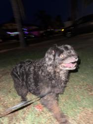 Found/Stray Female Dog last seen The Moreno Valley Mountain, Moreno Valley, CA 92557