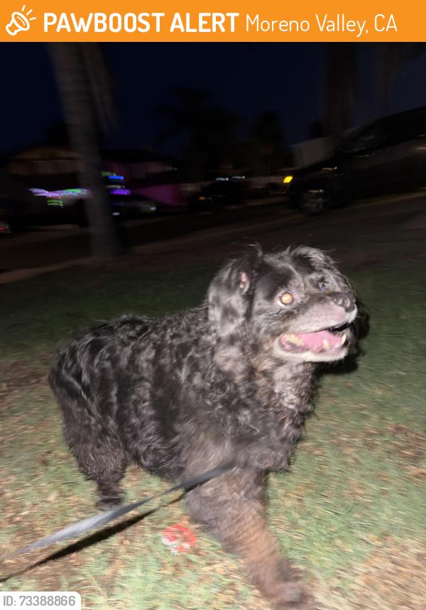 Found/Stray Female Dog last seen The Moreno Valley Mountain, Moreno Valley, CA 92557
