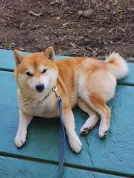 Reunited Male Dog last seen E California Blvd & Carroll Way, Pasadena, CA 91107