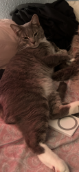 Lost Male Cat last seen Bingham dr Lafayette Indiana, Lafayette, IN 47905