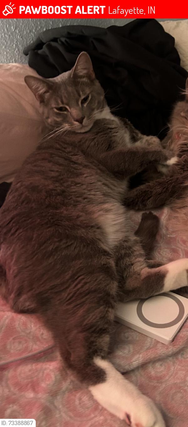 Lost Male Cat last seen Bingham dr Lafayette Indiana, Lafayette, IN 47905