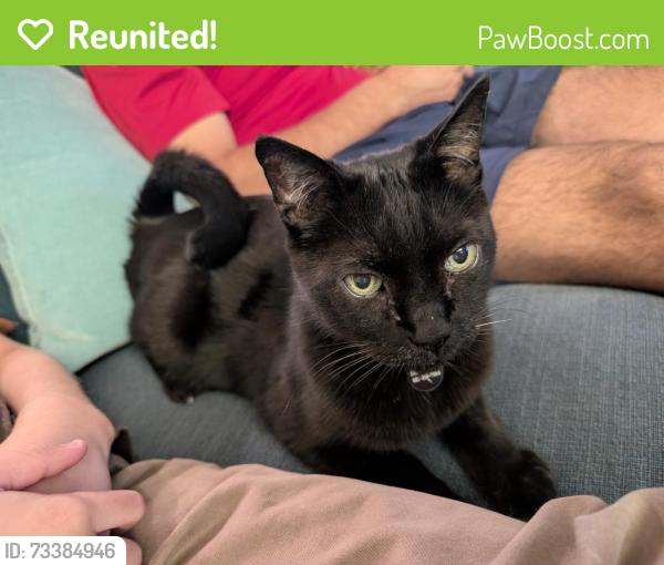 Reunited Male Cat last seen Chatsworth Drive at Deer Path Court, Martinez, CA 94553