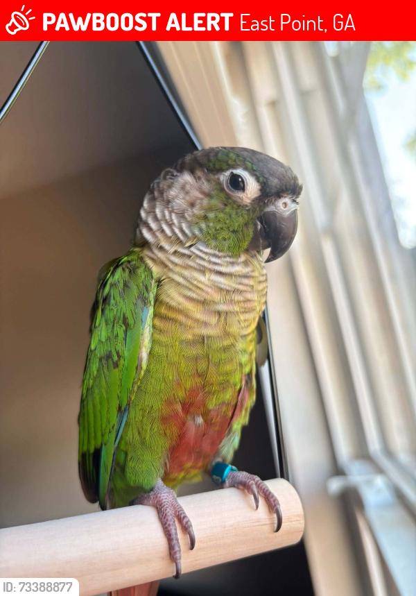 Lost Male Bird last seen Washington RD, East Point, GA 30344