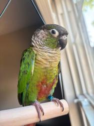 Lost Male Bird last seen Washington RD, East Point, GA 30344