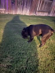 Found/Stray Male Dog last seen E Washington st colton ca, Colton, CA 92324