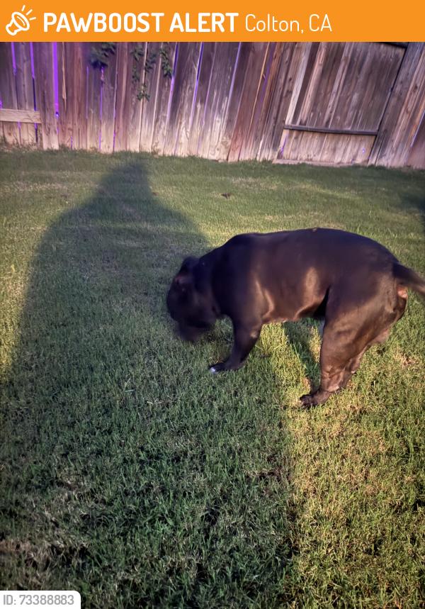 Found/Stray Male Dog last seen E Washington st colton ca, Colton, CA 92324
