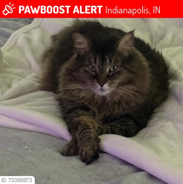 Lost Female Cat last seen Olney and LaSalle on Kessler, Indianapolis, IN 46220