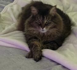 Lost Female Cat last seen Olney and LaSalle on Kessler, Indianapolis, IN 46220
