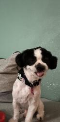 Lost Male Dog last seen Ed white Middle School, San Antonio, TX 78218