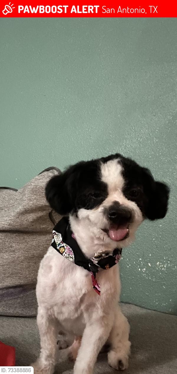 Lost Male Dog last seen Ed white Middle School, San Antonio, TX 78218