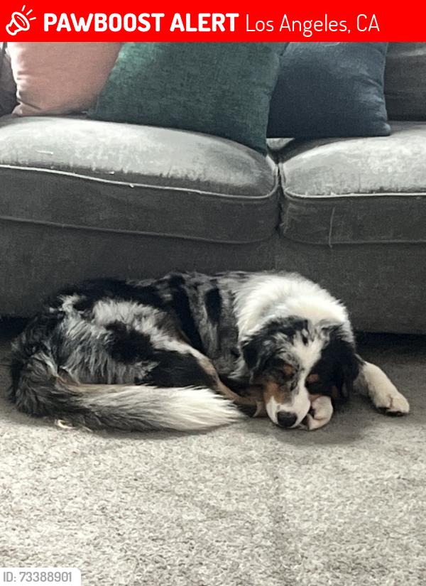 Lost Male Dog last seen Near, Los Angeles, CA 90011