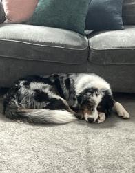 Lost Male Dog last seen Near, Los Angeles, CA 90011