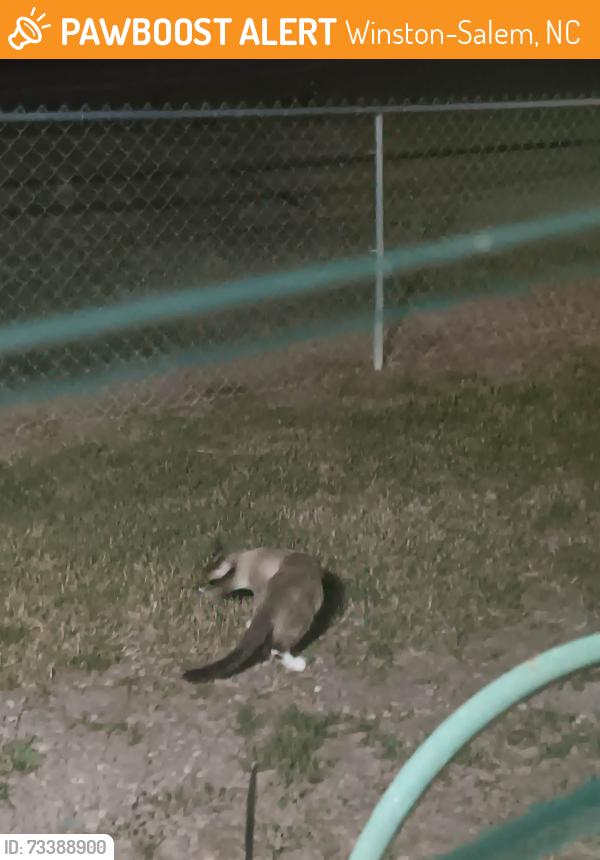 Found/Stray Unknown Cat last seen Hampton Woods, Winston-Salem, NC 27103