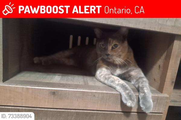 Lost Male Cat last seen Near con Caroline ct, Ontario, CA 91762