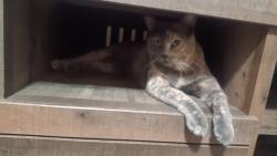 Lost Male Cat last seen Near con Caroline ct, Ontario, CA 91762