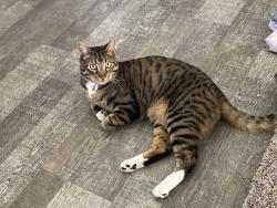 Lost Male Cat last seen Angel St, Silver Springs, NV 89429