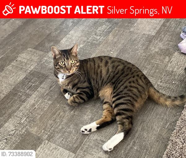 Lost Male Cat last seen Angel St, Silver Springs, NV 89429